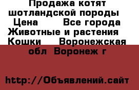 Продажа котят шотландской породы › Цена ­ - - Все города Животные и растения » Кошки   . Воронежская обл.,Воронеж г.